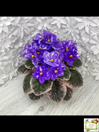 Rivermist Galaxy (J.Baker) (10973) 04/13/2018