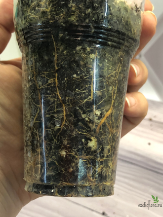 Ficus Vasta / фикус Васта