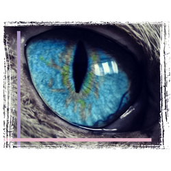 Гель-лак FOR YOU Cat's eye SUN