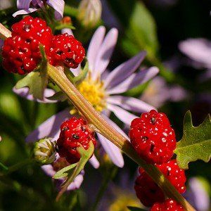 Цветочно-фруктовый парфюмерный концентрат | Floral-fruity perfume concentrate
