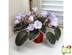 Rob's Pewter Bells (R. Robinson)