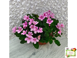 LV-Звезда в Ночи (Л. Шевелева) 2025 г. трейлер (клакамасный лонг)