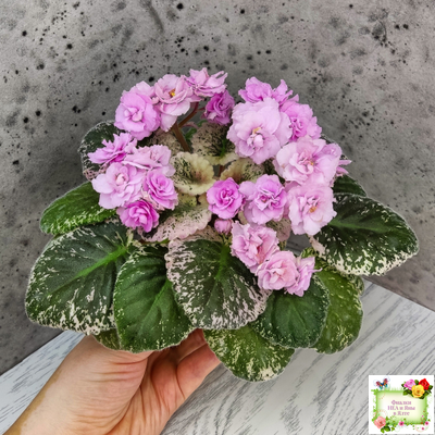 Rose Bouquet (G.T.Smith) (9028) 04/12/2001