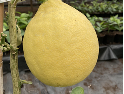 Лимон Юбилейный