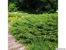 Микробиота перекрестнопарная Люкас - Microbiota Lucas