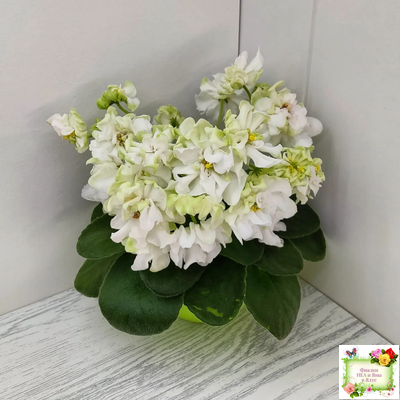 DS-Прекрасное Далеко (Dimetris) 2021 г.