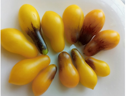 Томат черри Индиго кумкват грушевидный, (Indigo Kumquat pear)