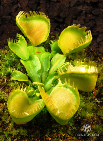 Dionaea muscipula Triton