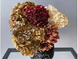 Набор гортензий осенний