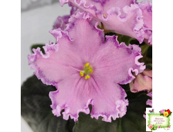 Nik-Хмельное Лето (Н. Булко) 2022 г.