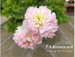 Пеларгония Каталея фото