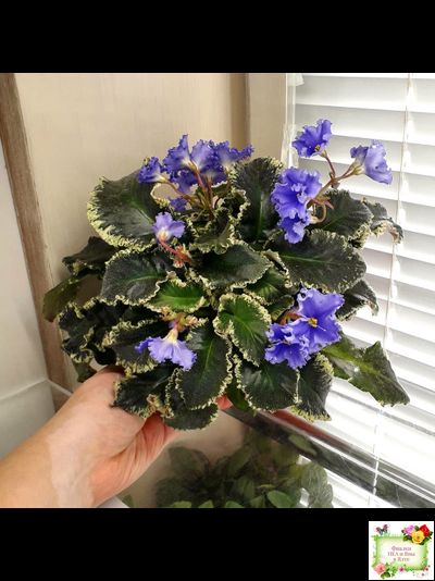 Senk&#039;s Try the Decaf (R. Follett/D. Senk) (9872) 01/30/2008 трейлер