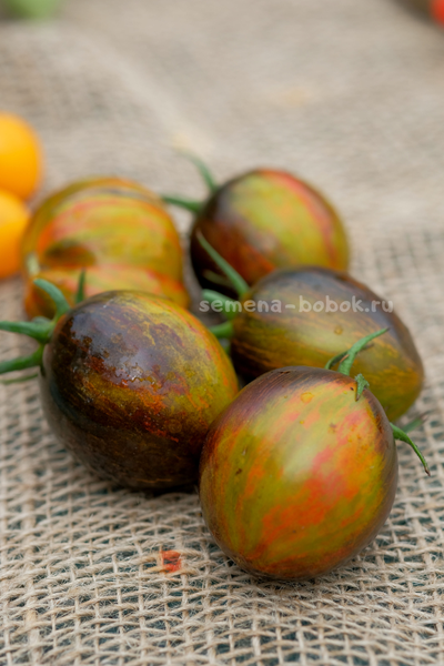 Томат Atomic Fusion (Атомный Сплав), 10 шт