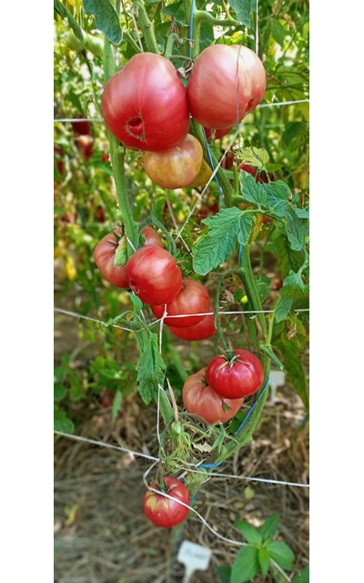 Томат Мехико (Mexico, Мексиканец)