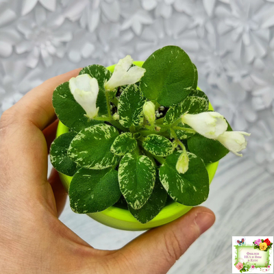 Н-Каламбур (Н. Бердикова) 2016 трейлер