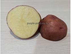 Картофель Свитанок Киевский