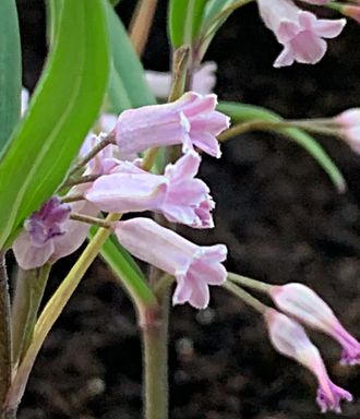 Polygonatum curvistylum