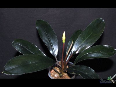 Буцефаландра Elegant Blue