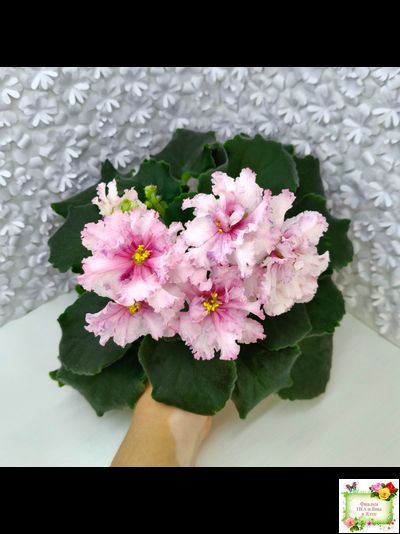 РМ-Ягодный Мармелад (Н.Скорнякова) 2019 г.