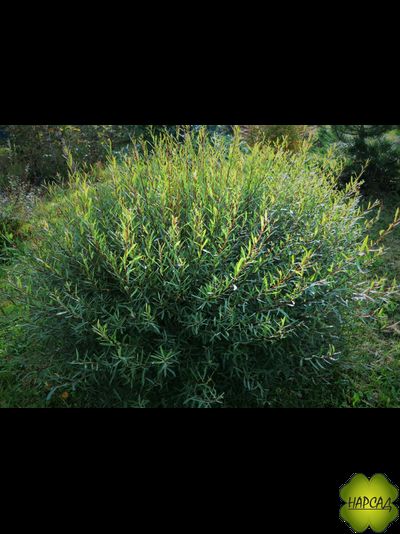 ИВА ШАРОВИДНАЯ &quot;НАНА&quot;