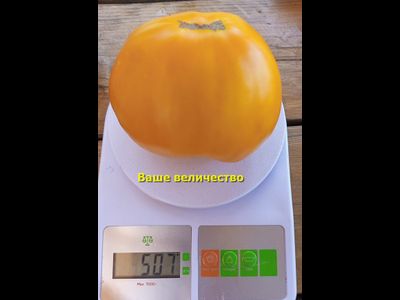 Томат Ваше величество