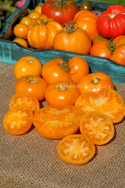 Томат  New Moon (Новолуние), 10 шт