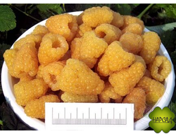 МАЛИНА ЗОЛОТАЯ ОСЕНЬ (РЕМОНТАНТНАЯ, ПОТРЯСАЮЩИЙ ВИД)