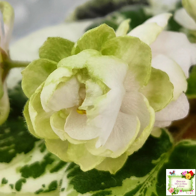 ЛЕ-Элли (Е. Лебецкая)