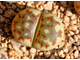 Lithops dorotheae F357 (MG1570.9) - 10 семян