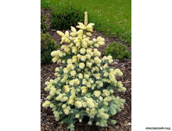 Ель колючая Биалобок - фото в саду - красовский-сад.рф