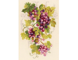 Виноградная лоза 1455