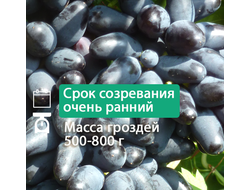 Худой