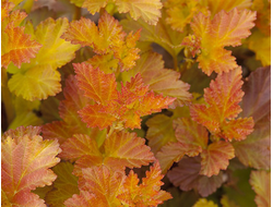 Пузыреплодник калинолистный Amber Jubilee, C3