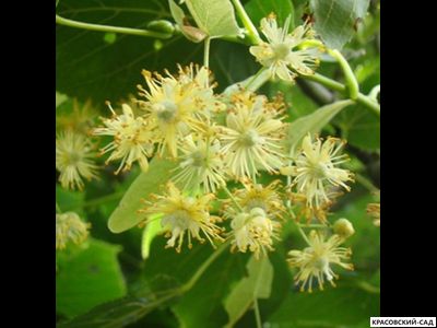 Липа европейская Палида - Pallida