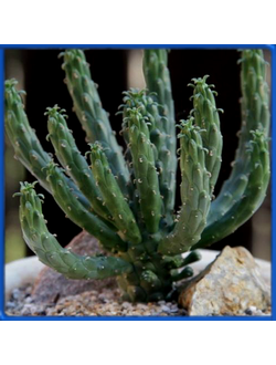 Euphorbia caput- medusae