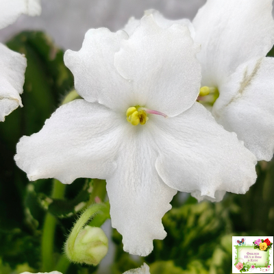 LV-Девятый Вал (Л. Шевелева) 2024 г. трейлер (пестролистный клакамас)