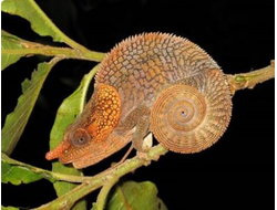 Хамелеон мадагаскарский короткорогий(Calumma brevicorne)