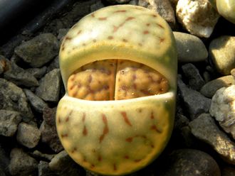 Lithops schwantesii C080 (MG)