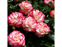 Роза Юбилей принца Монако (Jubile du Prince de Monaco), ОКС, Россия