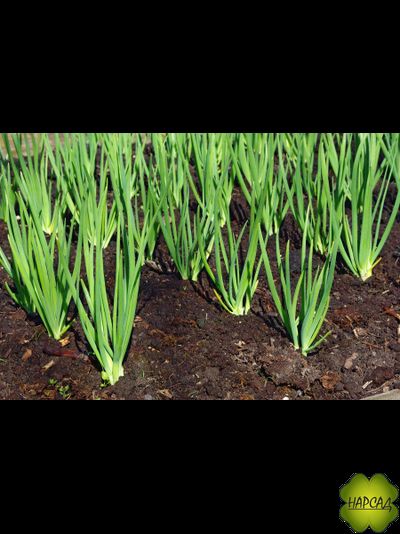 ЛУК СЕМЕЙНЫЙ ШАЛОТ МНОГОЛЕТНИЙ (250 г) для посадки под зиму, дает много зелени и много головок