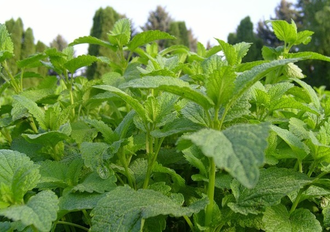 Мелисса лекарственная (Melissa officinalis) Болгария, 1 г - 100% натуральное эфирное масло