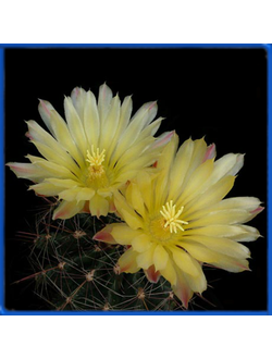 Hamatocactus hamatacanthus RS 1049