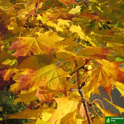 Клен остролистный.