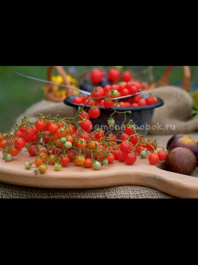 Томат ампельный Сотни и тысячи (100 и 1000), 10 шт.