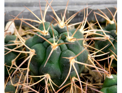 Gymnocalycium bruchii v. niveum VG 536