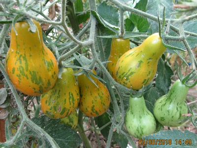 Томат Майкл Поллан (Michael Pollan)