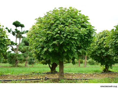 Топиар Липа мелколистная в форме шара