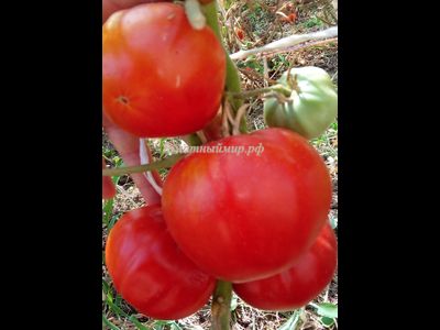 Томат Яблочный большой план (Jabucar Velika Plana, Ябукар велика плана)