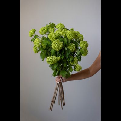 Моно букет цветов № 530