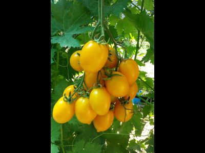 Томат Чудо света